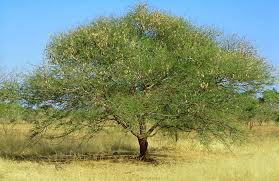 Arabische gom boom